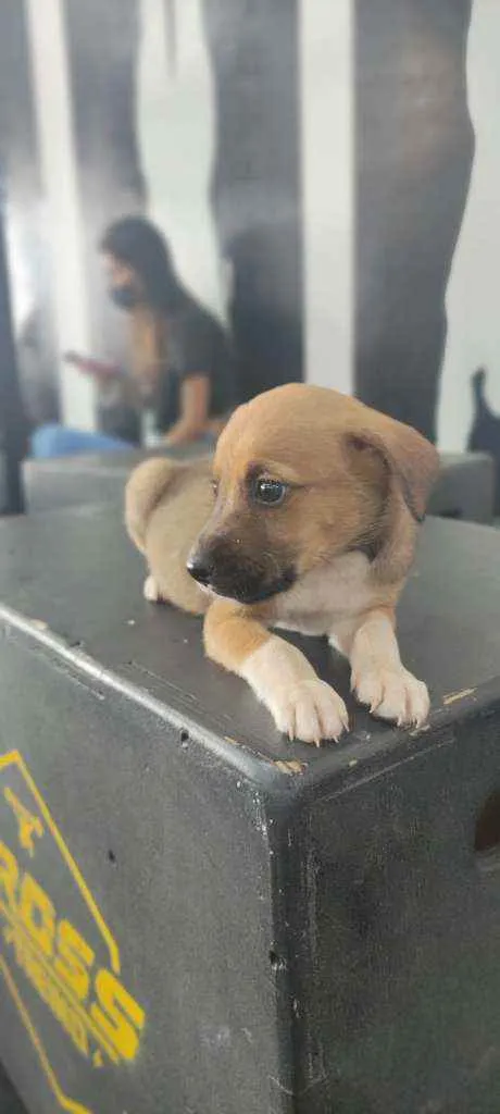 Cachorro ra a  idade Abaixo de 2 meses nome Não tem