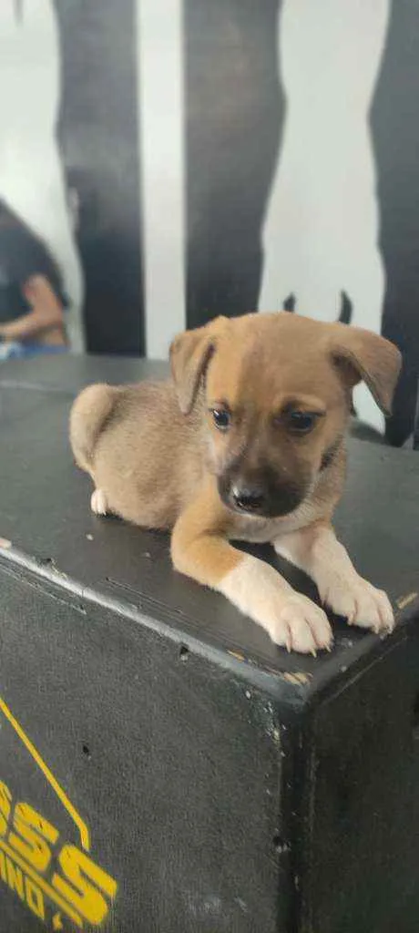 Cachorro ra a  idade Abaixo de 2 meses nome Não tem