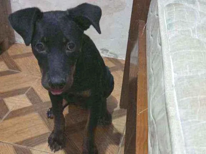 Cachorro raça Rotwaiiler idade 2 a 6 meses nome Pérola