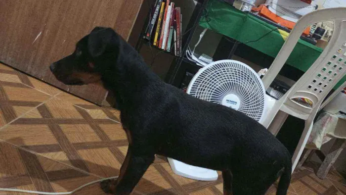 Cachorro raça Rotwaiiler idade 2 a 6 meses nome Pérola