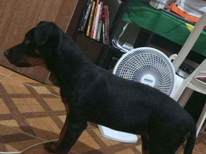 Cachorro raça Rotwaiiler idade 2 a 6 meses nome Pérola