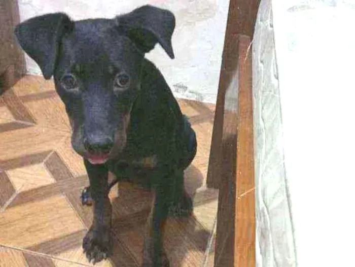 Cachorro raça Rotwaiiler idade 2 a 6 meses nome Pérola