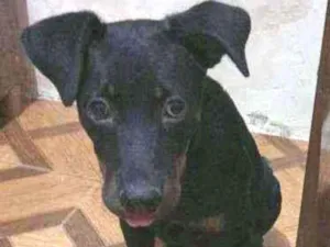 Cachorro raça Rotwaiiler idade 2 a 6 meses nome Pérola