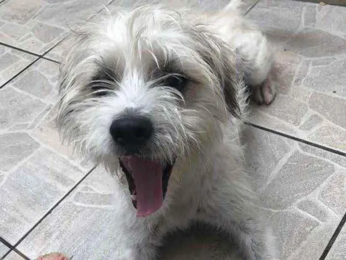 Cachorro raça SRD idade 7 a 11 meses nome Sem Nome 