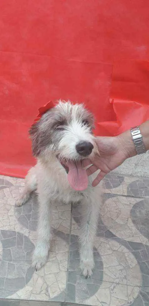 Cachorro ra a Srd  idade 2 anos nome Nala