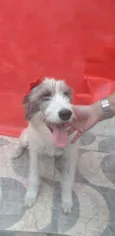 Nala