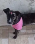 Maya