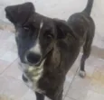 Maya