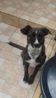 Maya