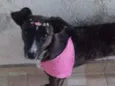Maya