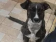 Maya