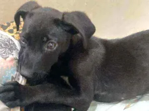 Cachorro raça Srd idade 2 a 6 meses nome Pretinha 