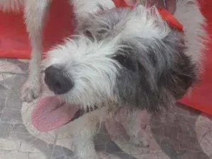 Cachorro raça Srd  idade 2 anos nome Nala