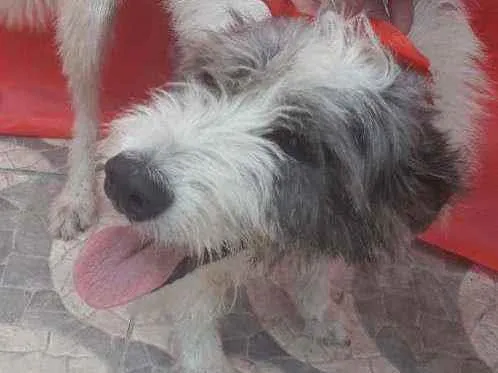 Cachorro ra a Srd  idade 2 anos nome Nala