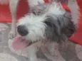 Nala