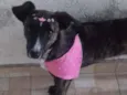 Maya