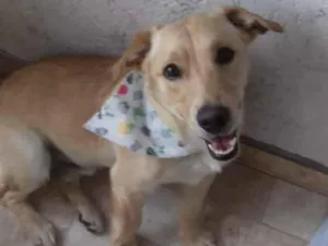 Cachorro raça Sem raça idade 2 anos nome Thor