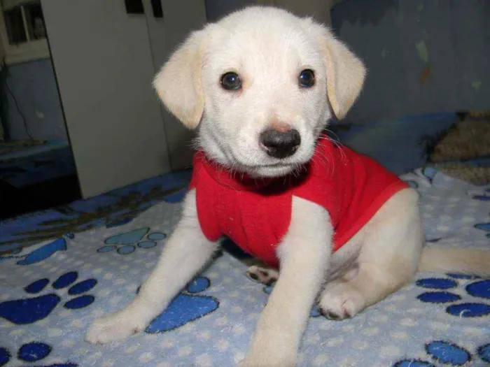 Cachorro raça Canina idade 2 a 6 meses nome Tommy