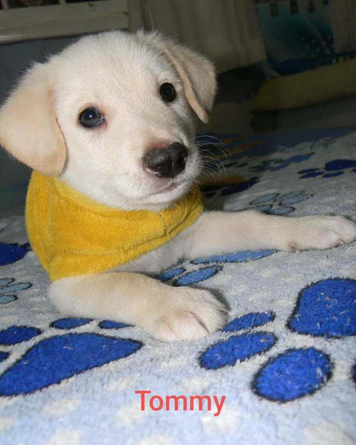 Cachorro raça Canina idade 2 a 6 meses nome Tommy