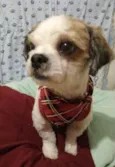 Miojo 