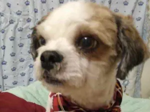 Cachorro raça Mestiço  idade 2 anos nome Miojo 
