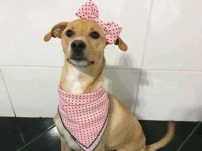 Cachorro raça Srd idade 7 a 11 meses nome Ravena