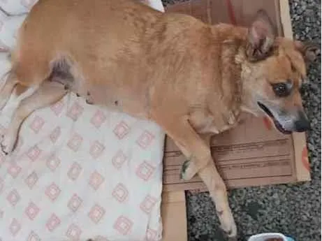 Cachorro ra a Vira Latas idade 6 ou mais anos nome Não sei