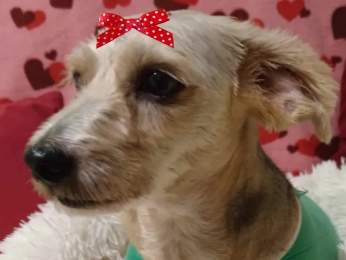 Cachorro ra a Mestiça  idade 2 anos nome Lola 