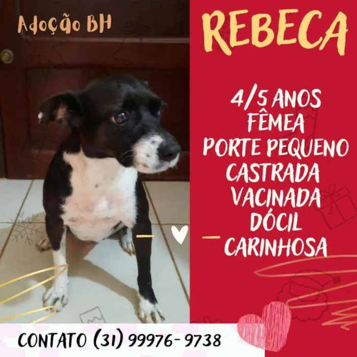 Cachorro raça Srd idade 4 anos nome Rebeca