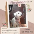Florzinha