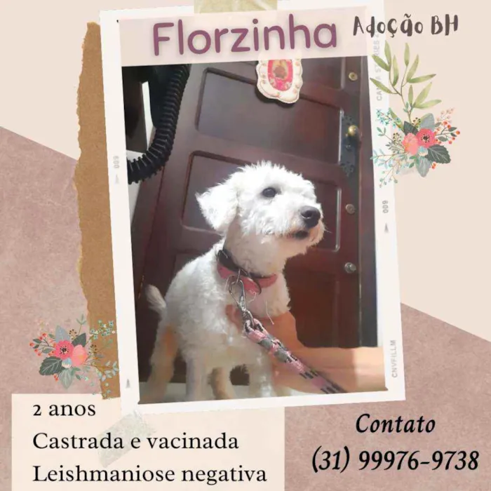 Cachorro raça Mix de poodle idade 2 anos nome Florzinha