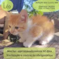 Leo