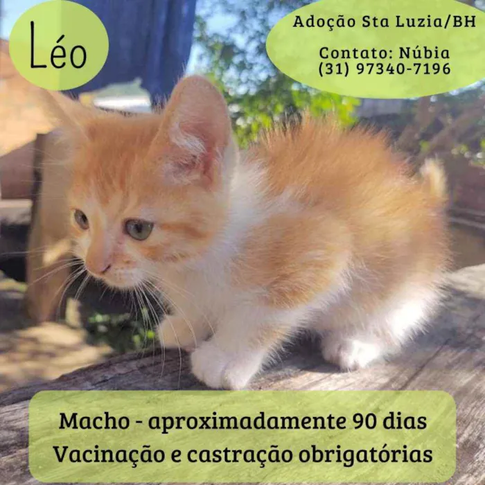 Gato raça Srd idade 2 a 6 meses nome Leo