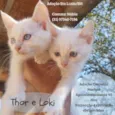 Thor e Loki