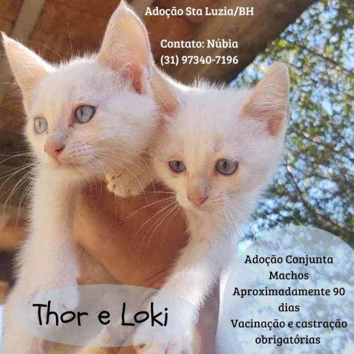 Gato raça Srd idade 2 a 6 meses nome Thor e Loki