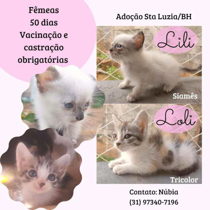Gato raça Srd idade Abaixo de 2 meses nome Lili e Loli