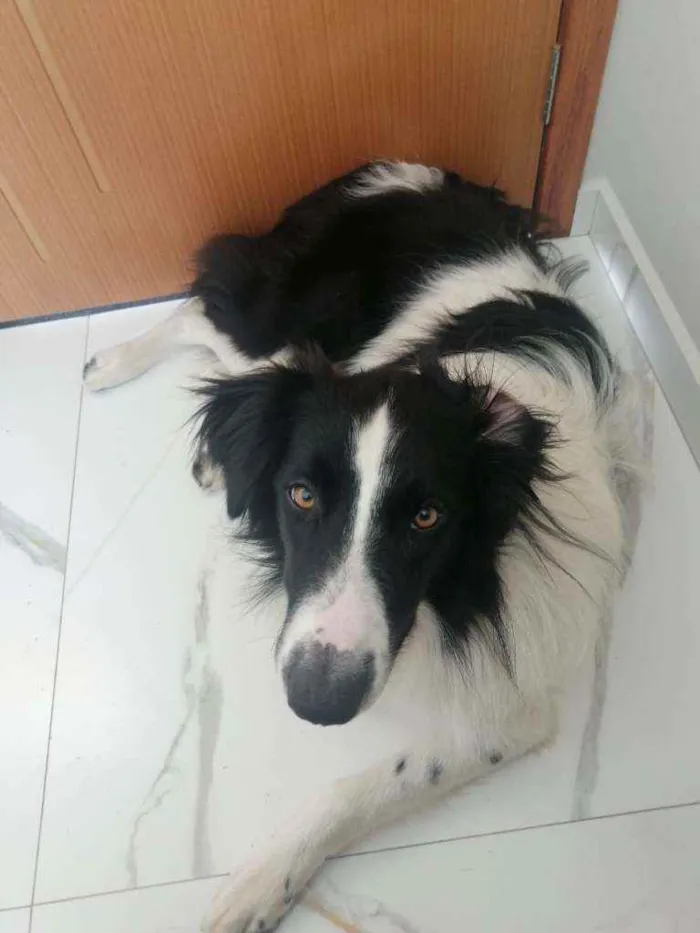 Cachorro ra a Border collie idade 7 a 11 meses nome Barney