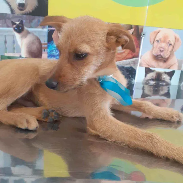 Cachorro ra a SRD idade 2 a 6 meses nome Valente 