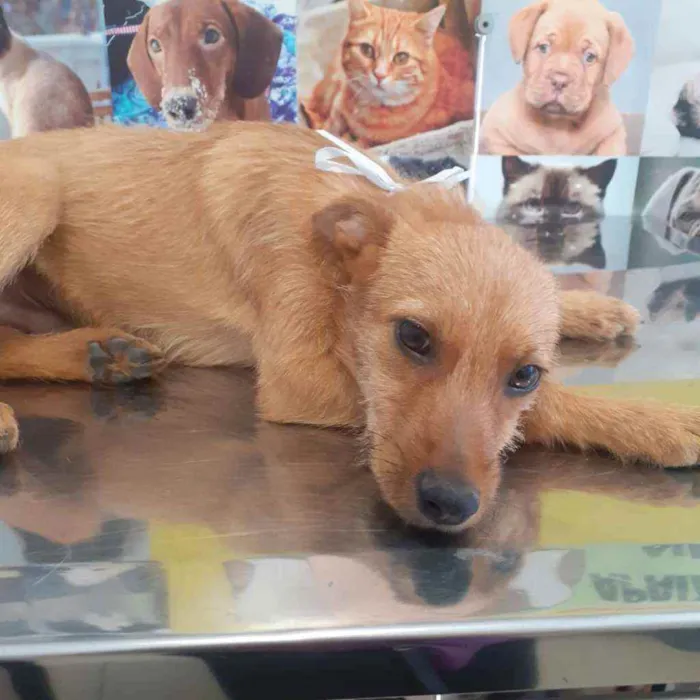 Cachorro ra a SRD idade 2 a 6 meses nome Valente 