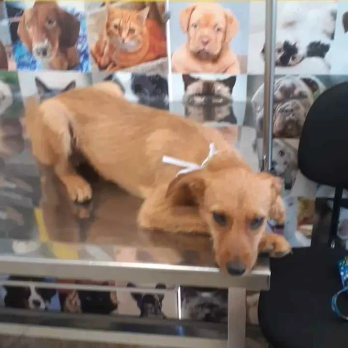Cachorro ra a SRD idade 2 a 6 meses nome Valente 