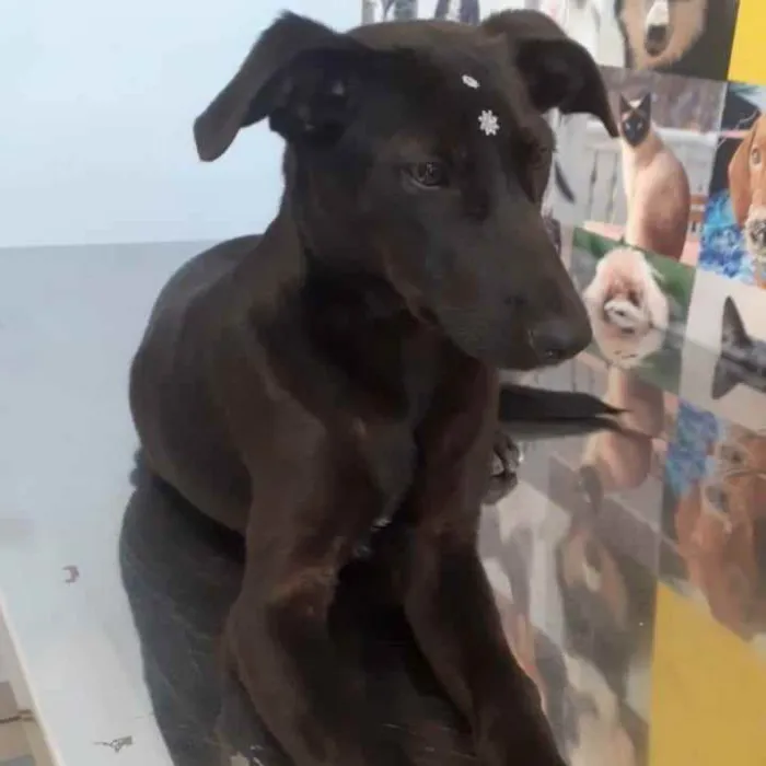 Cachorro ra a SRD idade 2 a 6 meses nome Jade