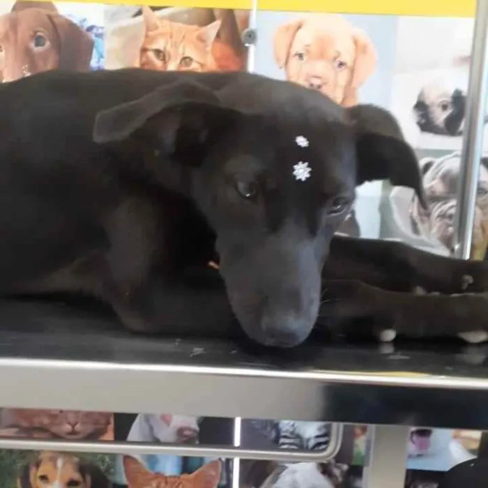 Cachorro ra a SRD idade 2 a 6 meses nome Jade