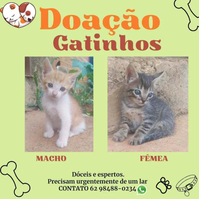 Gato ra a Sem raça definida idade Abaixo de 2 meses nome PARA ADOÇÃO