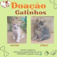PARA ADOÇÃO