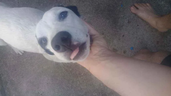 Cachorro ra a Dog alemão/border collie  idade 7 a 11 meses nome Dominó 