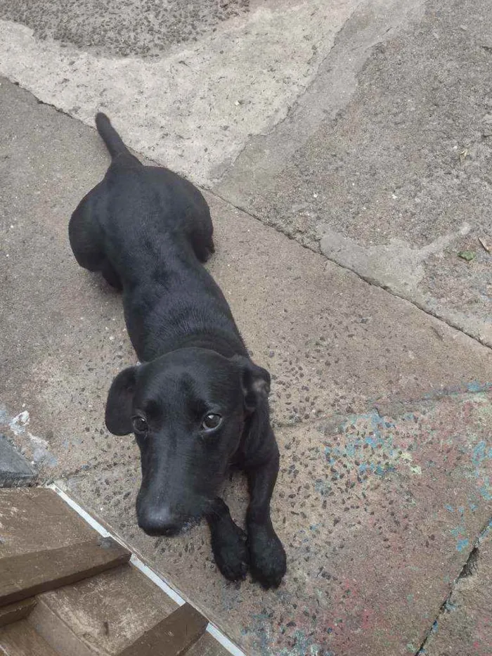 Cachorro raça Viralatas idade 1 ano nome Duque e Todinho