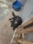 Duque e Todinho