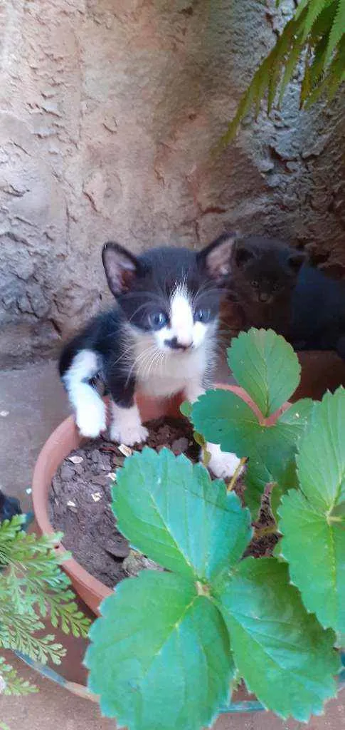 Gato ra a Sem raça definida idade Abaixo de 2 meses nome Sem nome ainda