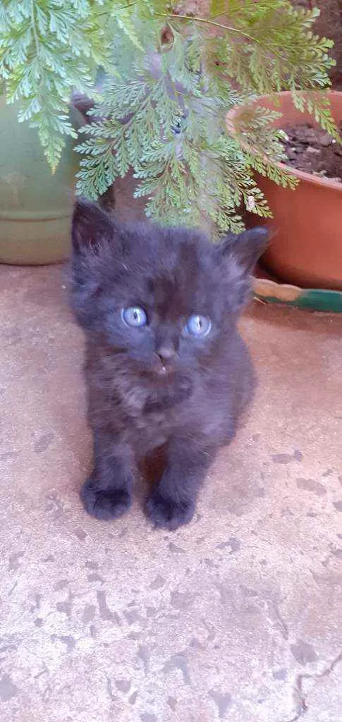 Gato ra a Sem raça definida idade Abaixo de 2 meses nome Sem nome ainda