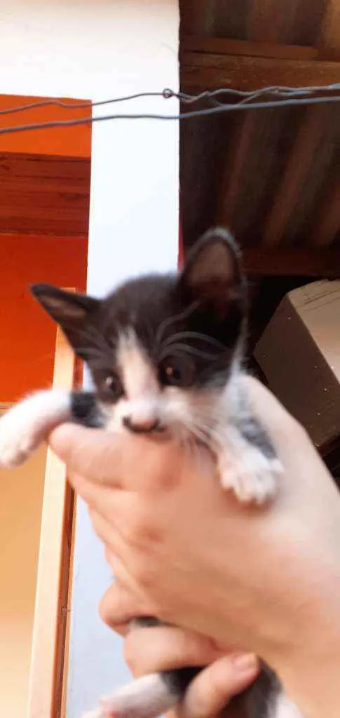 Gato ra a Sem raça definida idade Abaixo de 2 meses nome Sem nome ainda